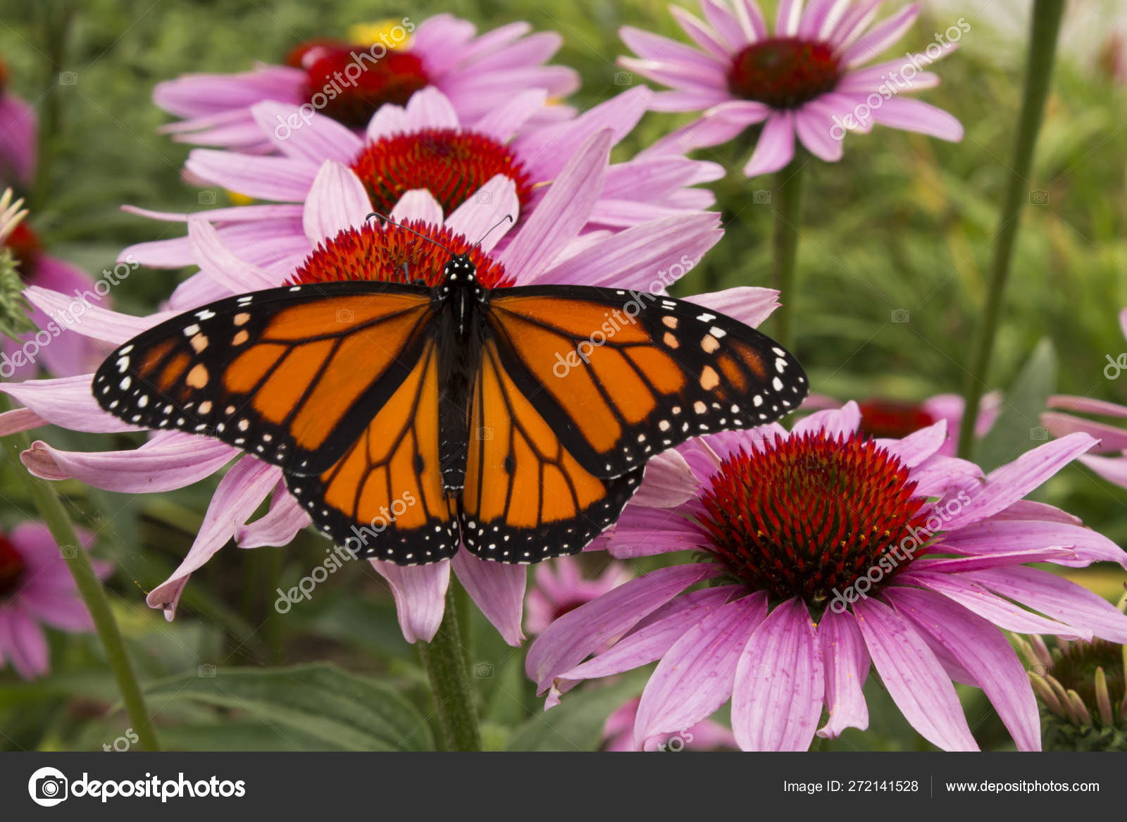 Mariposa Monarca Poliniza Racimo Vívidas Flores Color Rosa — Foto de stock  #272141528 © MediaMarketing, image size:1600x1167