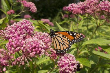 Hükümdar kelebek ve bumble arı tozlaşma bahçe milkweed çiçekler