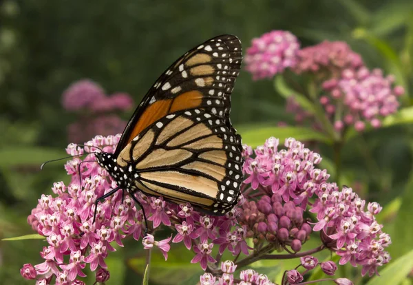 Monarch Vlinders Bestuiken Wilde Bloemen Een Prairietuin — Stockfoto