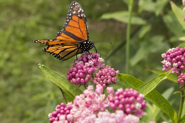 Close Van Delicate Monarchvlinders Bestuikende Roos Krok Meel Bloemen Rechtenvrije Stockfoto's