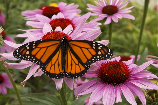Monarch Vlinders Bestuiken Een Cluster Van Levendige Roze Bloemen Stockafbeelding