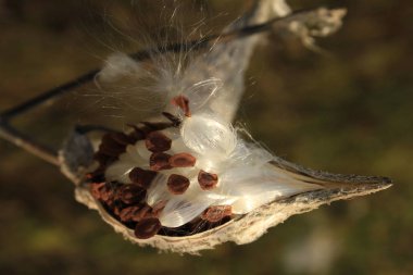 Milkweed seed pod opens to display silky fibers and seeds being released by the wind clipart