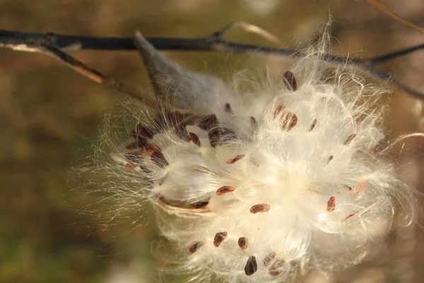 Gousse Graines Asclépiade Ouvre Pour Libérer Des Fibres Soyeuses Automne — Photo