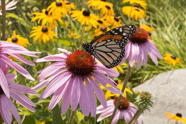 Close Monarch Borboleta Bebendo Néctar Coneflower Roxo — Fotografia de Stock