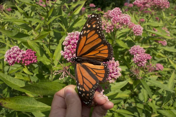 Farfalla Monarca Ali Aperte Appoggiata Sulla Mano Giardiniere — Foto Stock