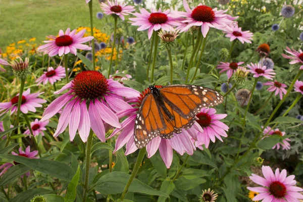 Verscheidenheid Van Prachtige Bloemen Trekt Een Oranje Zwarte Monarch Vlinder — Stockfoto