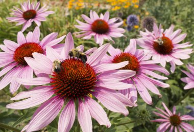 Bumblebees çifti bir bahçe çayırmor koni çiçekleri tozlaşma