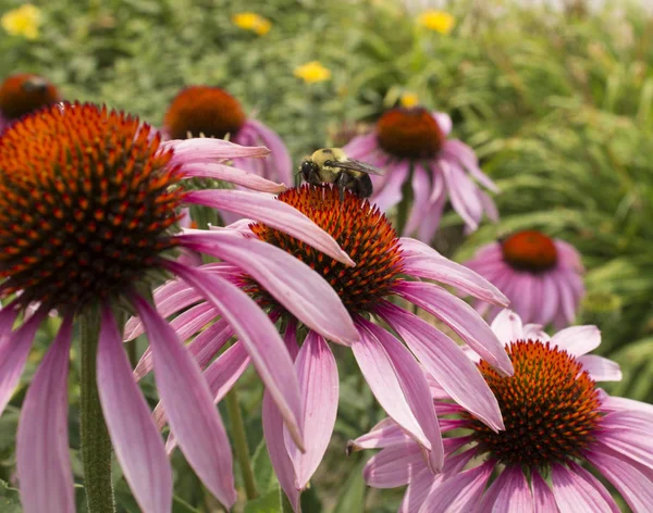 大黄蜂在授粉器园中以野花花蜜为食 — 图库照片