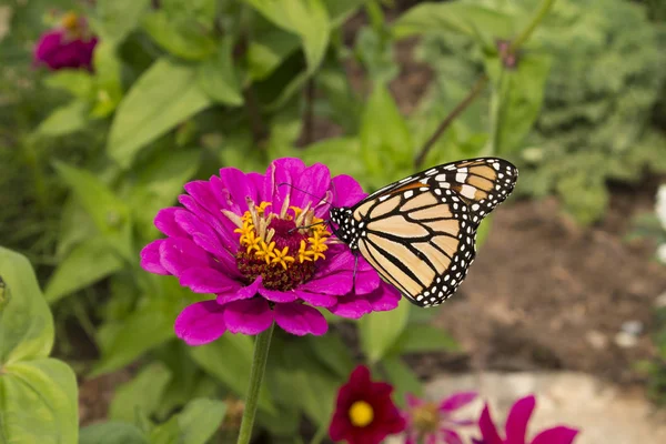 Butterfly Beautiful Pattern Pollinates Pink Garden Flower — Stock Photo, Image