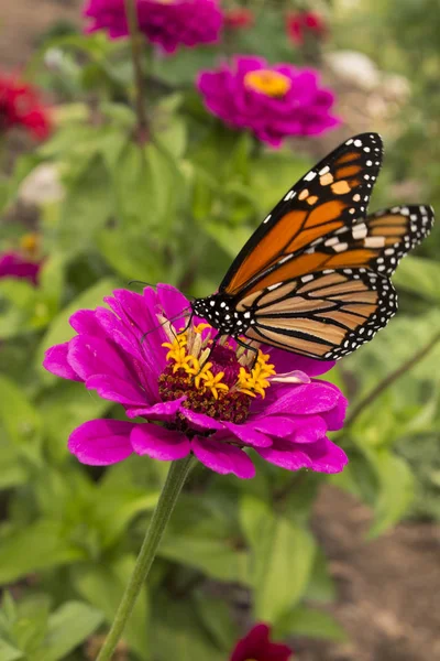 Delicada Mariposa Monarca Bebe Néctar Una Hermosa Flor — Foto de Stock