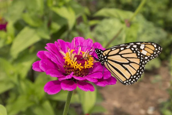 Monarch Butterfly Close Voeden Kleurrijke Roze Bloem — Stockfoto