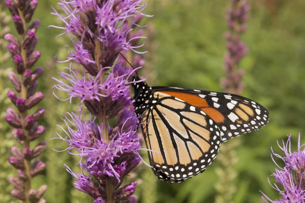 Prairie Blazing Star Wildflower Biedt Nectar Voor Een Migrerende Vlinder Stockfoto