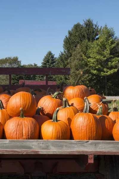 Dynie Zebrane Halloween Czerwonym Wozie Październiku — Zdjęcie stockowe