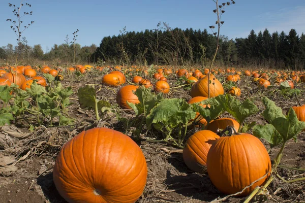 Dynie Gotowe Zbioru Halloween Plastrze Dyni — Zdjęcie stockowe