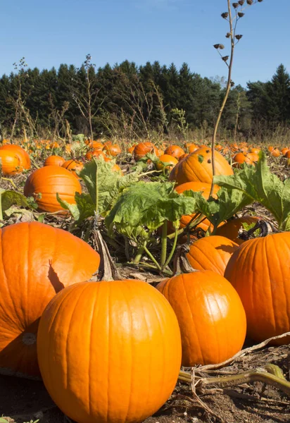 Pompoenpleister Vol Verse Rijpe Pompoenen Die Moeten Worden Geplukt Rechtenvrije Stockfoto's