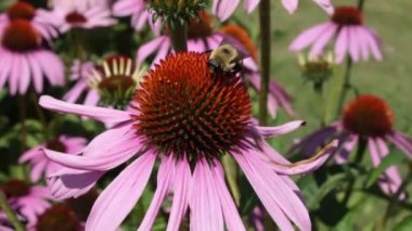 Yabanarısı bahçedeki yabani otların nektarıyla besleniyor ve uçup gidiyor.