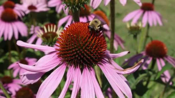Bumblebee Che Nutre Nettare Echinacea Fiori Selvatici Giardino Vola — Video Stock