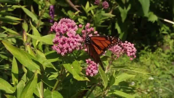 Monarch Borboleta Poliniza Rosa Milkweed Flores Silvestres Jardim Verão — Vídeo de Stock