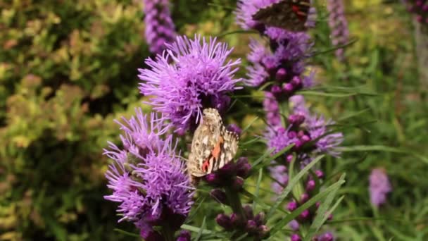 Painted Lady Butterflies Sip Nectar Prairie Blazing Star Wildflowers — Stok Video