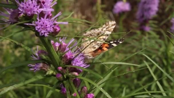 Målade Lady Butterfly Pollinerar Prärie Flammande Stjärna Blommor Vildblomma Trädgård — Stockvideo