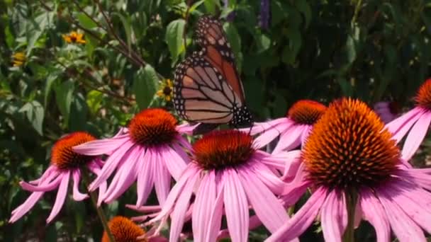 Monarch Πεταλούδα Σίτιση Ροζ Νέκταρ Coneflower Έναν Κήπο Αγριολούλουδα Κατά — Αρχείο Βίντεο