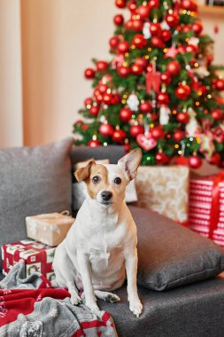 köpek jack russell terrier yılbaşı ilgi