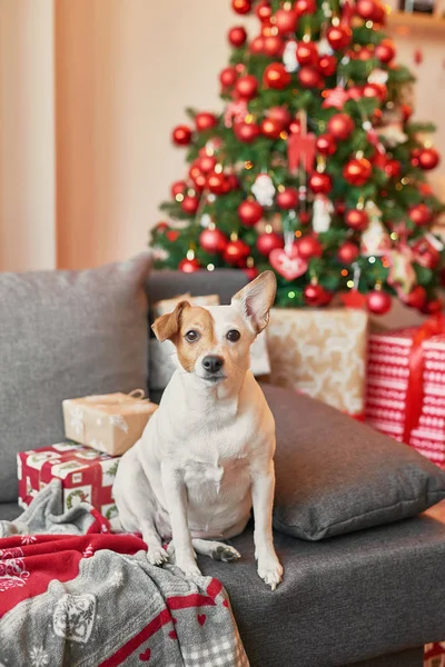 Pes Jack Russell Teriér Novoroční Zájmu — Stock fotografie