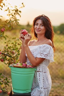 Meyve bahçesinde ya da sonbahar günü çiftlikte olgun organik elma toplayan güzel bir genç kadın. Elma toplayan bir kadın. Hasat Konsepti. Bahçe. Sağlıklı yiyecekler. Açık hava. Park. Bahçedeki şapkalı kadın.