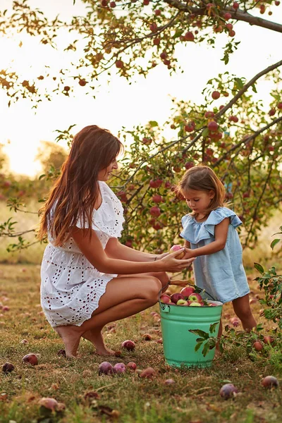 Happy Family Picking Fresh Organic Fruits Apples Farm Smiling Young — Photo