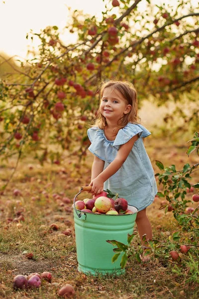 과수원에 아름다운 아가씨 과수원에서 유기농 애플을 수확의 정원의 아기들은 가을에 — 스톡 사진