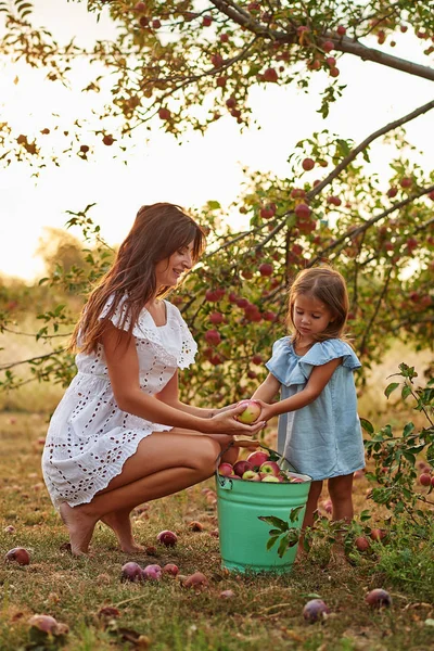 농장에서 유기농 사과를 정원에서 수확을 미소짓는 어머니 인사말 과수원에 어머니와 — 스톡 사진