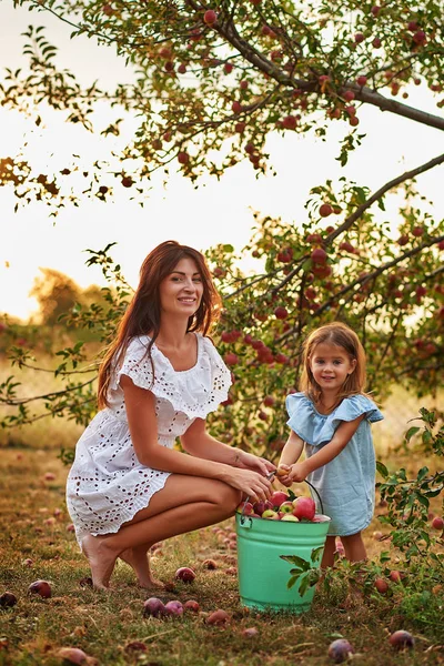 Feliz Família Colhendo Maçãs Frutas Orgânicas Frescas Fazenda Sorridente Jovem — Fotografia de Stock