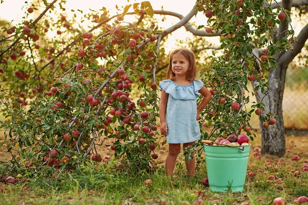 Menina Apple Orchard Menina Bonita Comendo Maçã Orgânica Pomar Conceito — Fotografia de Stock