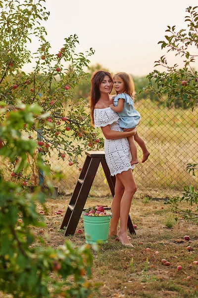 Ευτυχισμένη Οικογένεια Μαζεύει Φρέσκα Βιολογικά Φρούτα Μήλα Στη Φάρμα Χαμογελώντας — Φωτογραφία Αρχείου