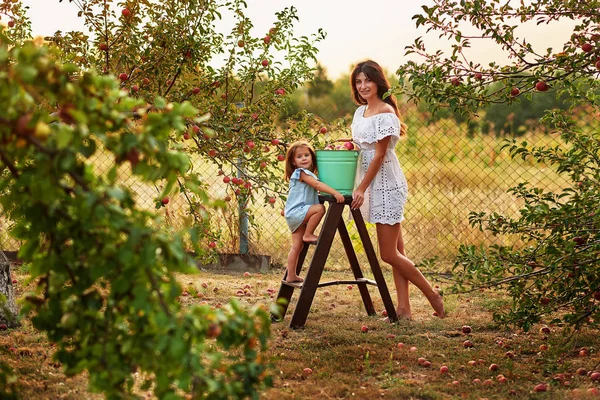 Buona Famiglia Raccogliendo Frutta Biologica Fresca Mele Azienda Sorridente Giovane — Foto Stock