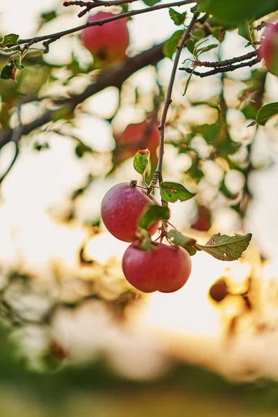 과수원에 사과를 수확할 준비가 것이다 과수원에 나뭇가지에 윤기나는 맛있는 사과들 — 스톡 사진