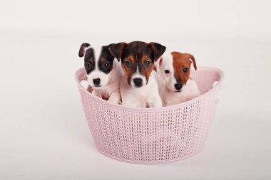 Beyaz bir arka plan üzerinde pembe bir sepet içinde Jack Russell Terrier yavruları