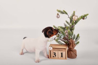 yavru jack russell terrier yılbaşı iç