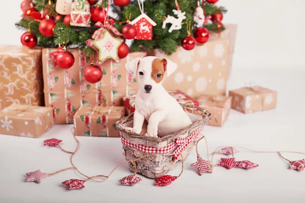Puppies Jack Russell Terrier New Year Interior — Stock Photo, Image