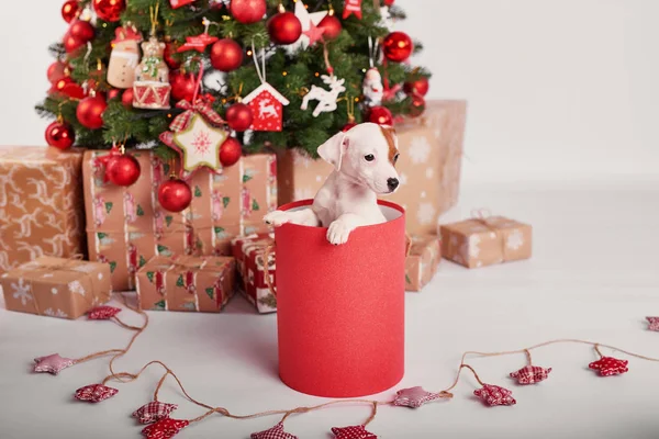 Puppies Jack Russell Terrier New Year Interior — Stock Photo, Image