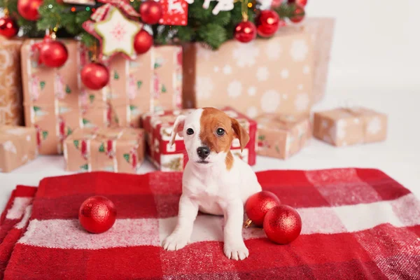 Chiots Jack Russell Terrier Dans Intérieur Nouvelle Année — Photo