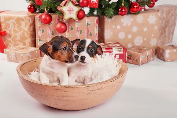 Kölykök Jack Russell Terrier Belső Újévi — Stock Fotó