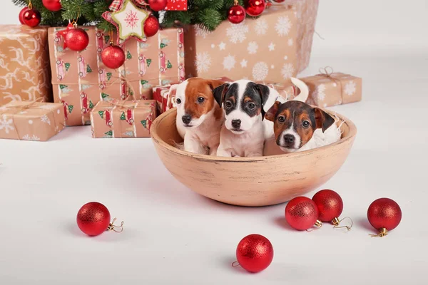 Cachorros Jack Russell Terrier Interior Año Nuevo —  Fotos de Stock