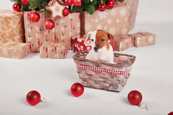 Cachorros Jack Russell Terrier Interior Año Nuevo —  Fotos de Stock