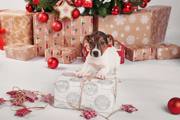 Pups Jack Russell Terriër New Year Interieur — Stockfoto