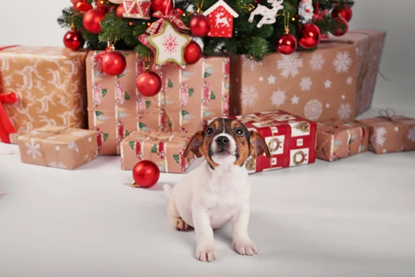 Kölykök Jack Russell Terrier Belső Újévi — Stock Fotó