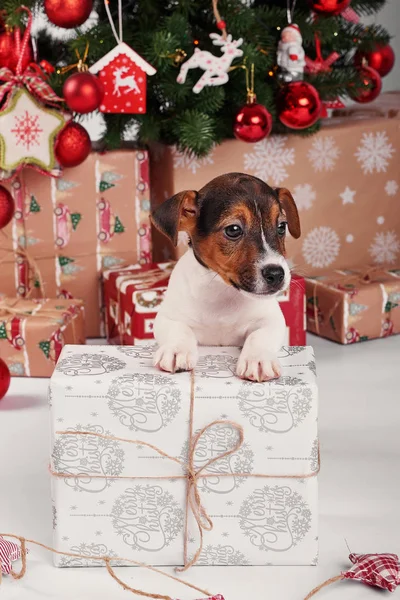 Kölykök Jack Russell Terrier Belső Újévi — Stock Fotó