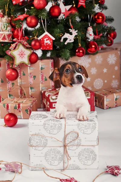 Cachorros Jack Russell Terrier Interior Año Nuevo —  Fotos de Stock