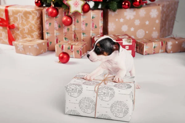 Puppies Jack Russell Terrier New Year Interior — Stock Photo, Image