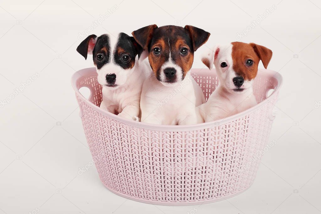 Jack Russell Terrier puppies in a pink basket on a white background